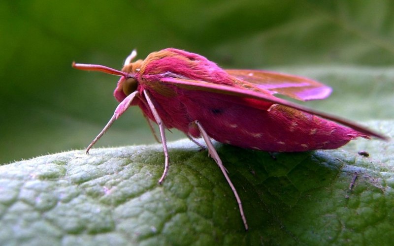 Красный мотылек насекомое