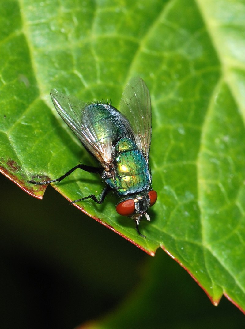 Болотная Муха