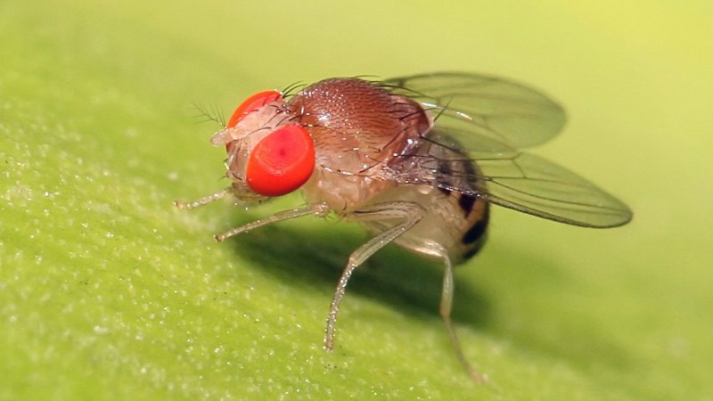 Муха дрозофила