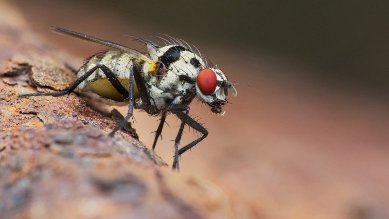 Муха Горбатка