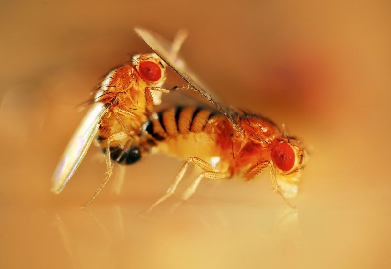 Плодовая мушка дрозофила