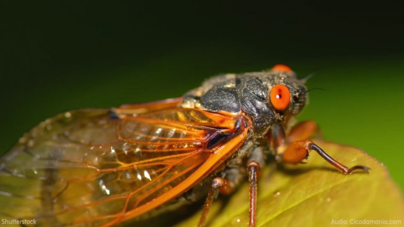 Розанная Муха