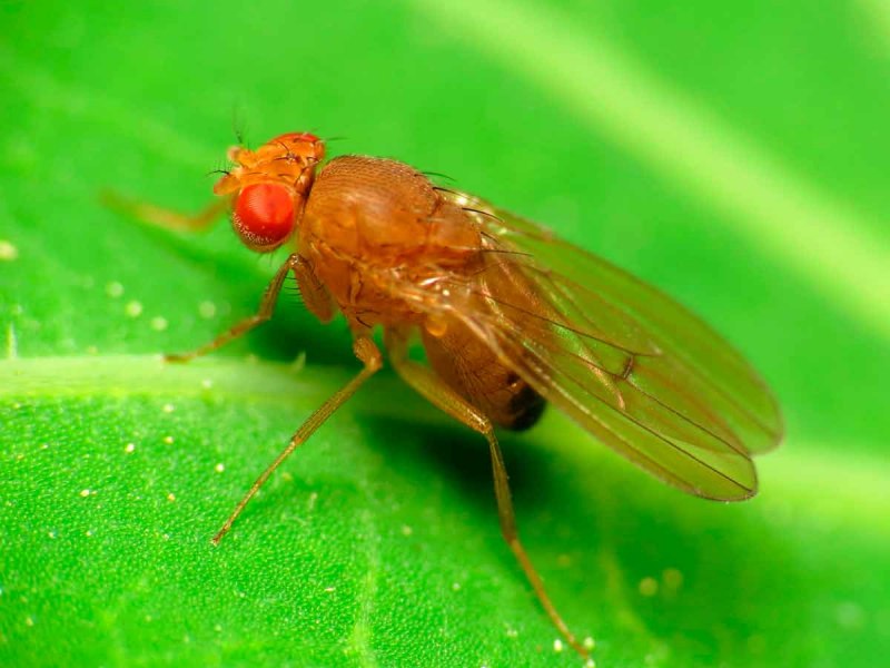 Муха дрозофила