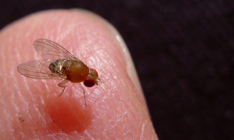 Дрозофила мошкара