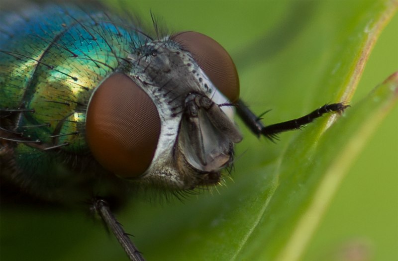 Насекомое Алиса