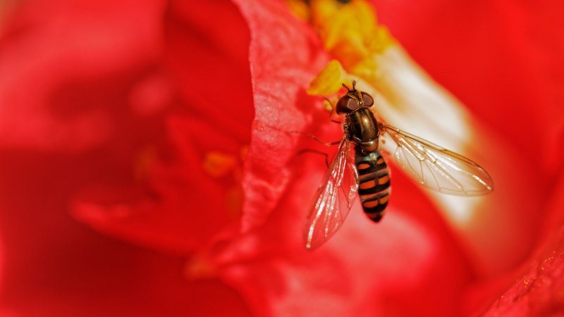 Насекомые на Красном фоне