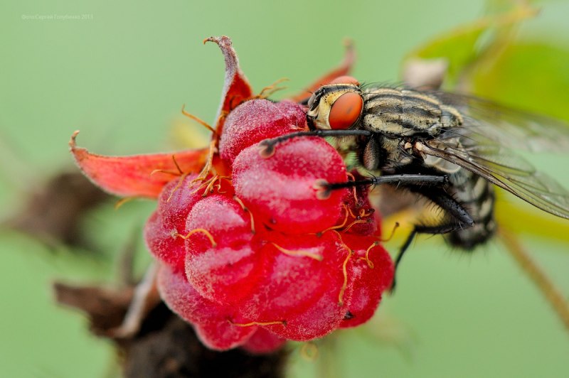 Стеблевая Муха малины