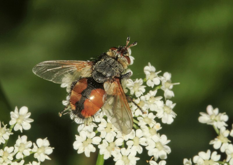 Ежемуха свирепая
