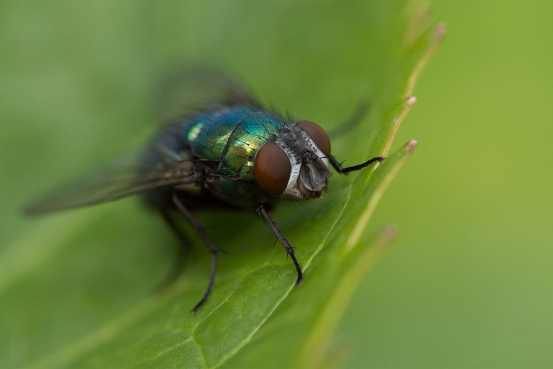 Муха с красным брюшком