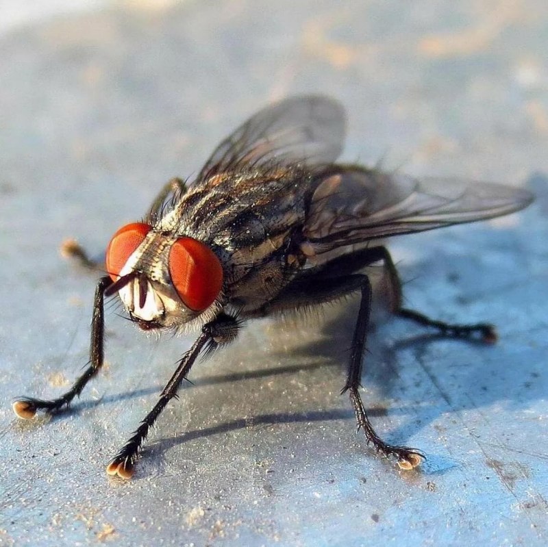 Муха с красными глазами