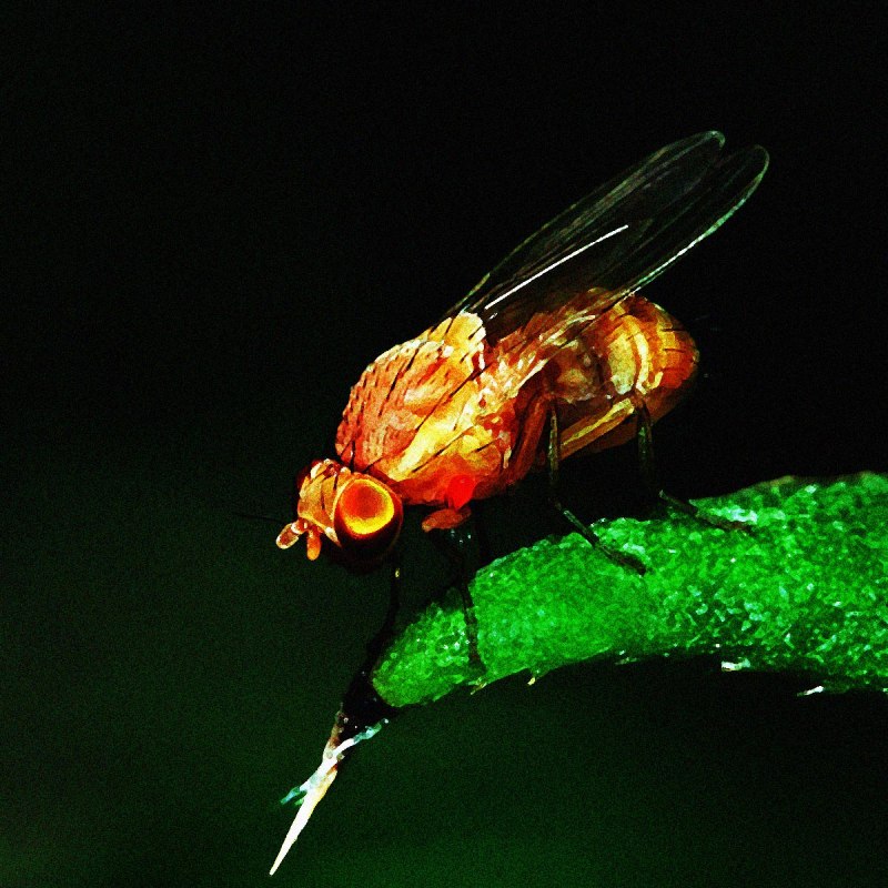 Оранжевая Муха