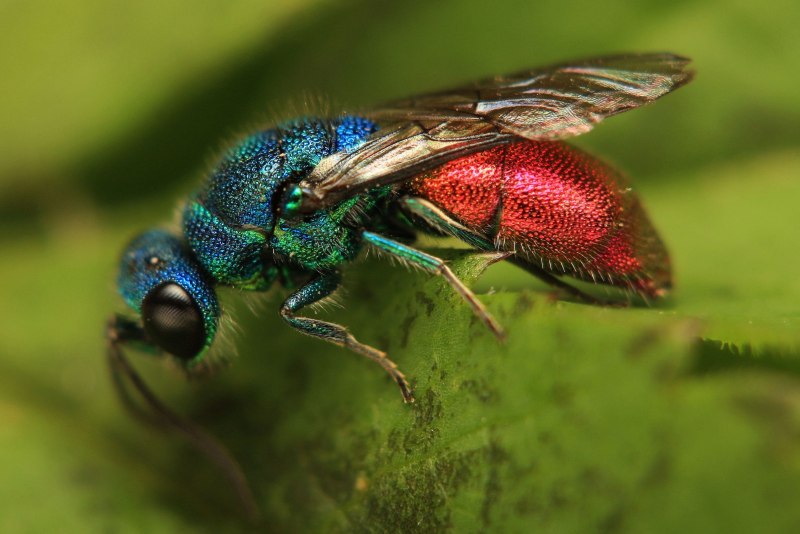 Оса блестянка огневая