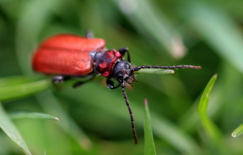 Жук Cerambycidae