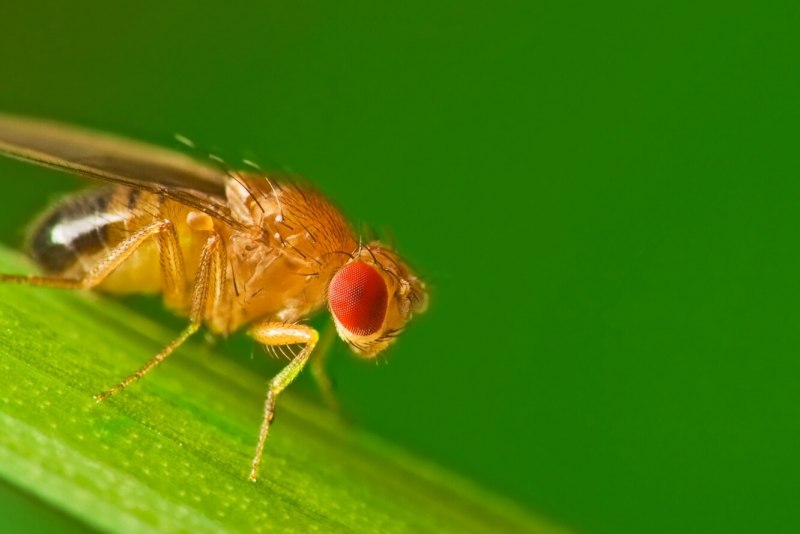 Дрозофила рсплм