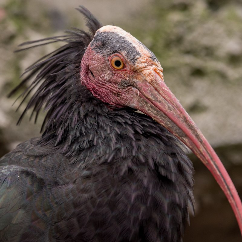 Северный лысый Ибис