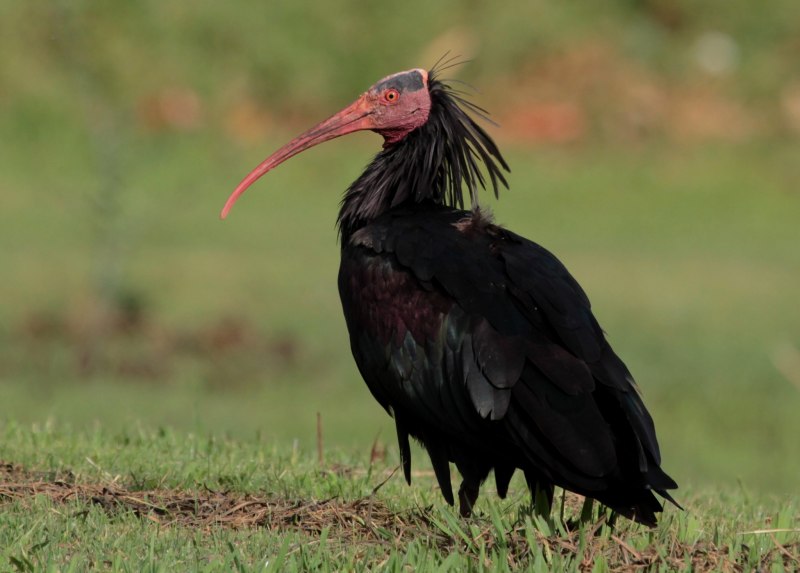 Северный лысый Ибис