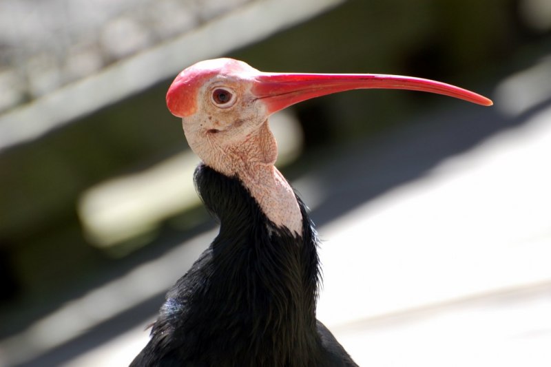 Птица с лысиной