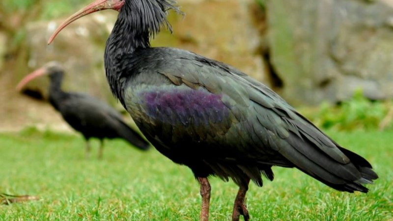 Лесной Ибис / Geronticus Eremita