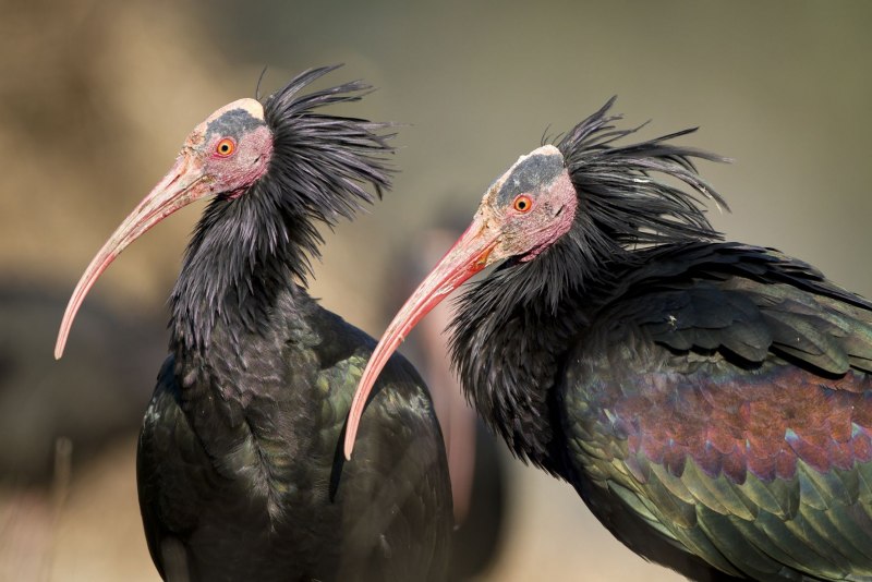 Птица лысый Ибис