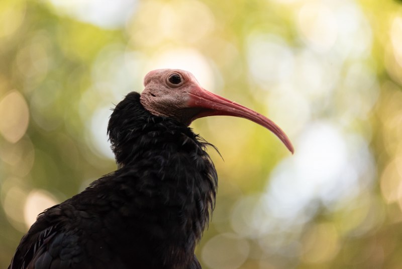 Черная птица с лысой головой