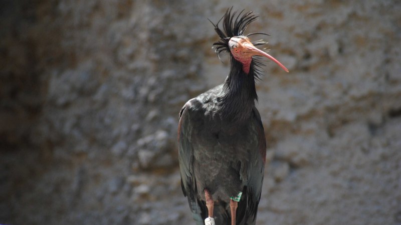 Лесной Ибис / Geronticus Eremita