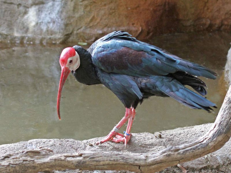 Птица лысый Ибис