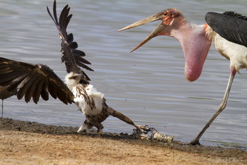 Лысая птица с длинным клювом