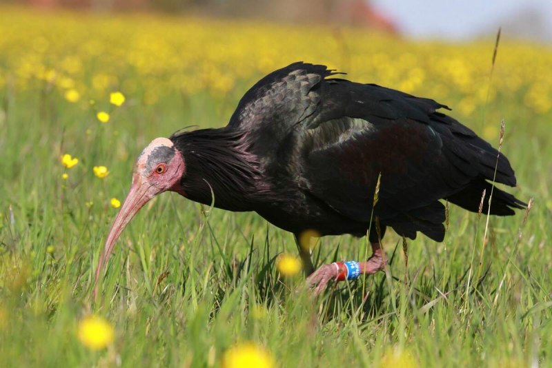 Фиолетовый Ибис Геншин