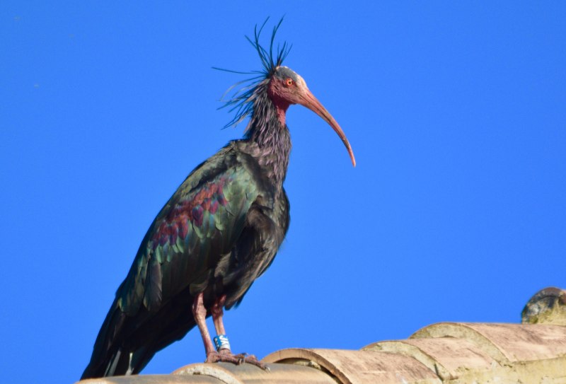 Птица лысый Ибис