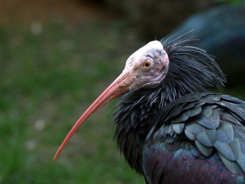 Лысый (Лесной) Ибис.