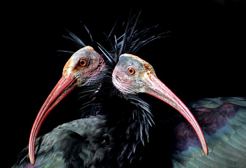 Птица лысый Ибис