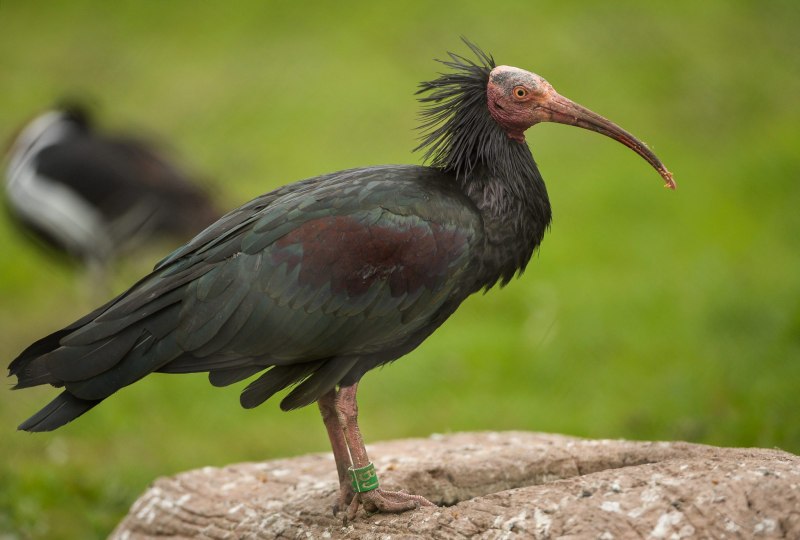 Северный лысый Ибис