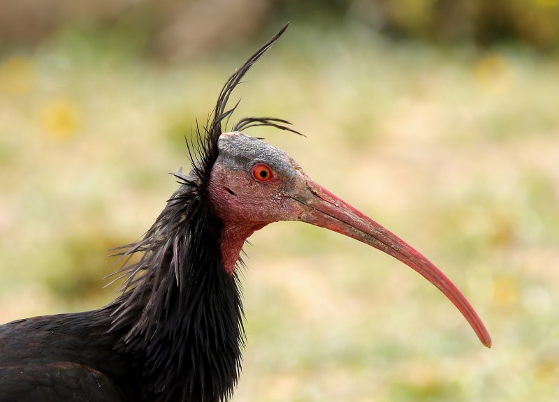 Лесной Ибис / Geronticus Eremita