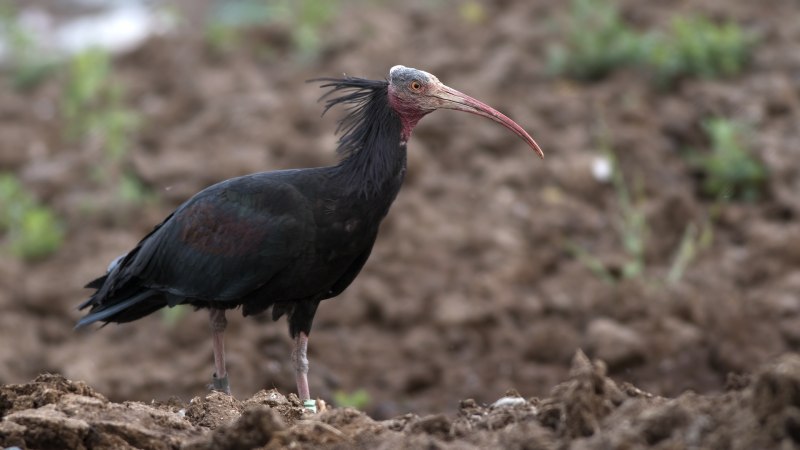 Ибис с перьями на голове