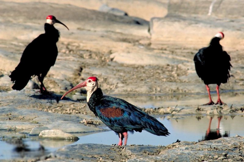 Ибис лысый Южный