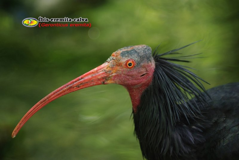 Птица лысый Ибис