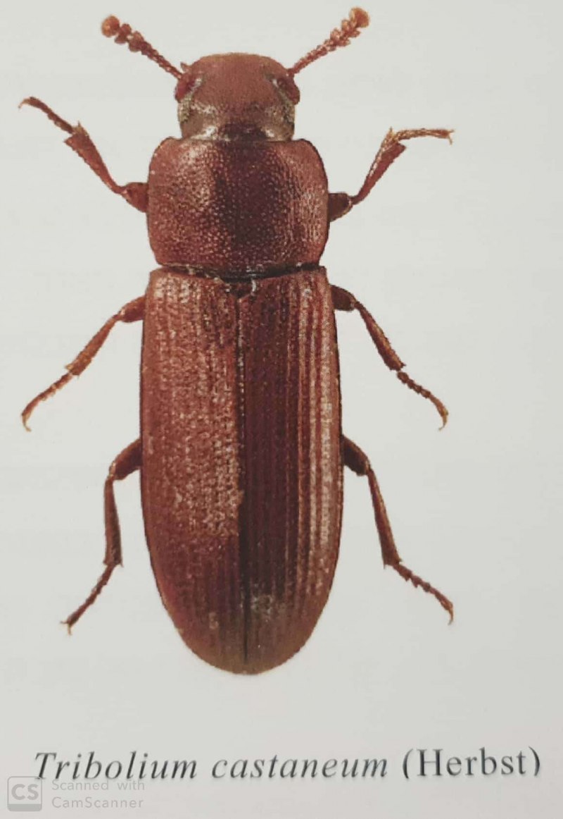 Хрущак малый булавоусый