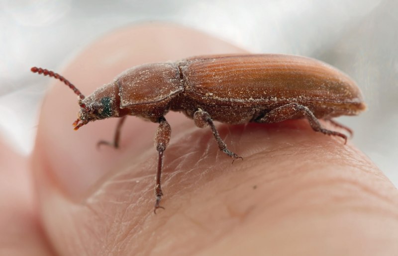 Жук мучной хрущак