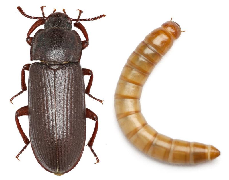 Жук мучной хрущак малый