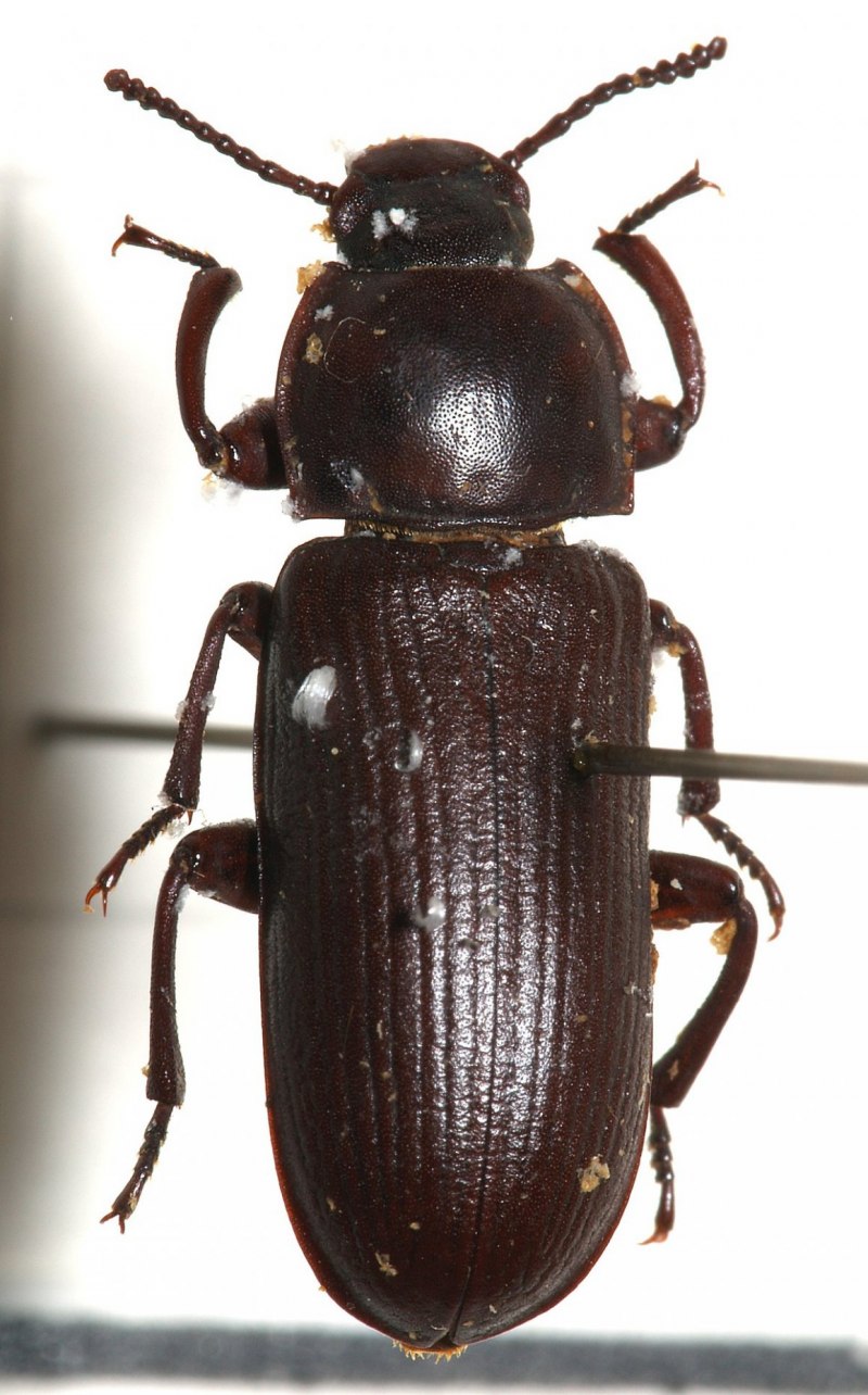 Жук коричневый хрущ