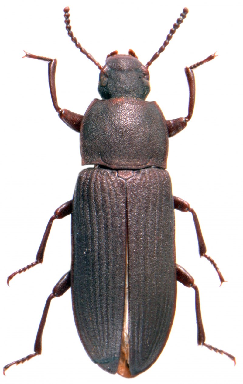 Хрущак малый булавоусый