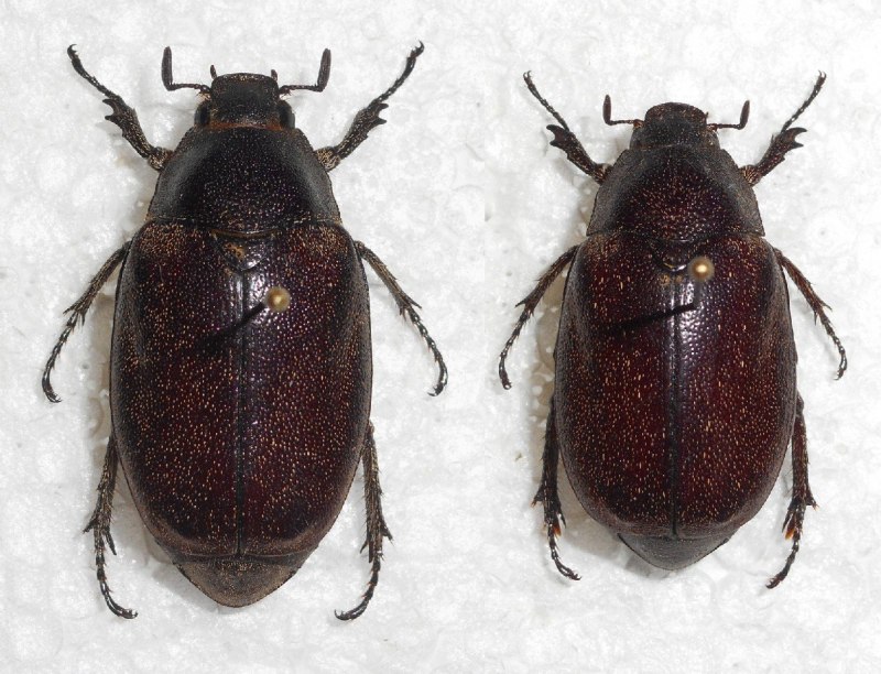 Жук черный хрущак