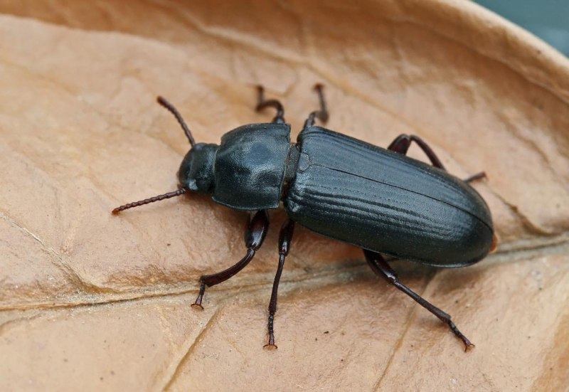 Tenebrio Molitor мучной хрущак