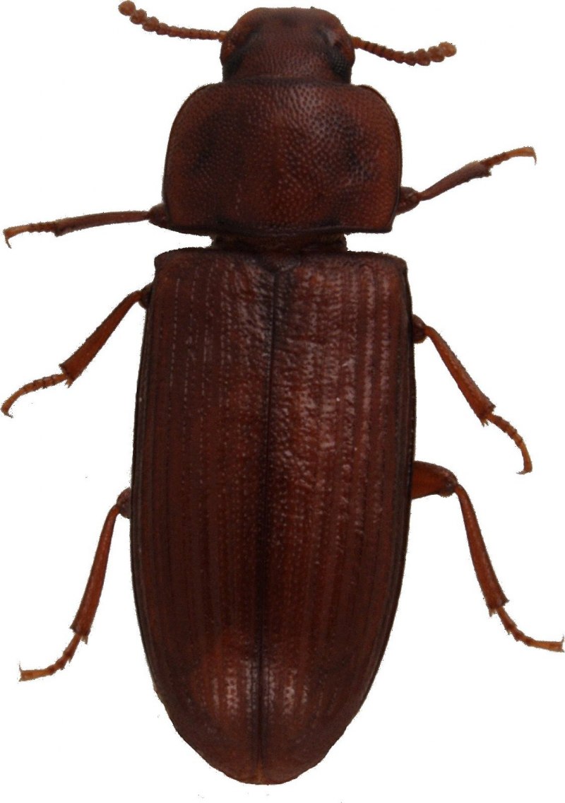 Жук мучной хрущак