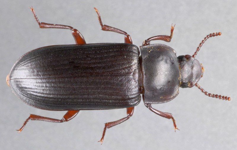 Суринамский мукоед