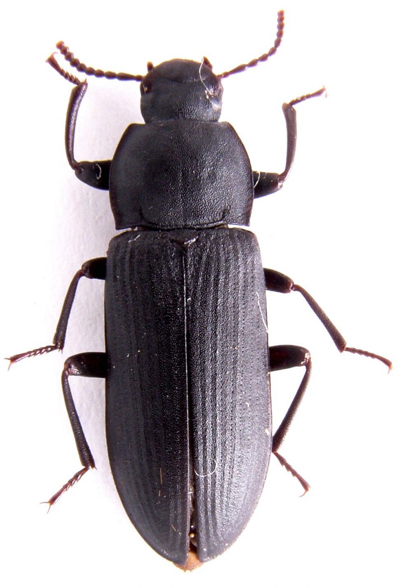 Жук мучной хрущак малый