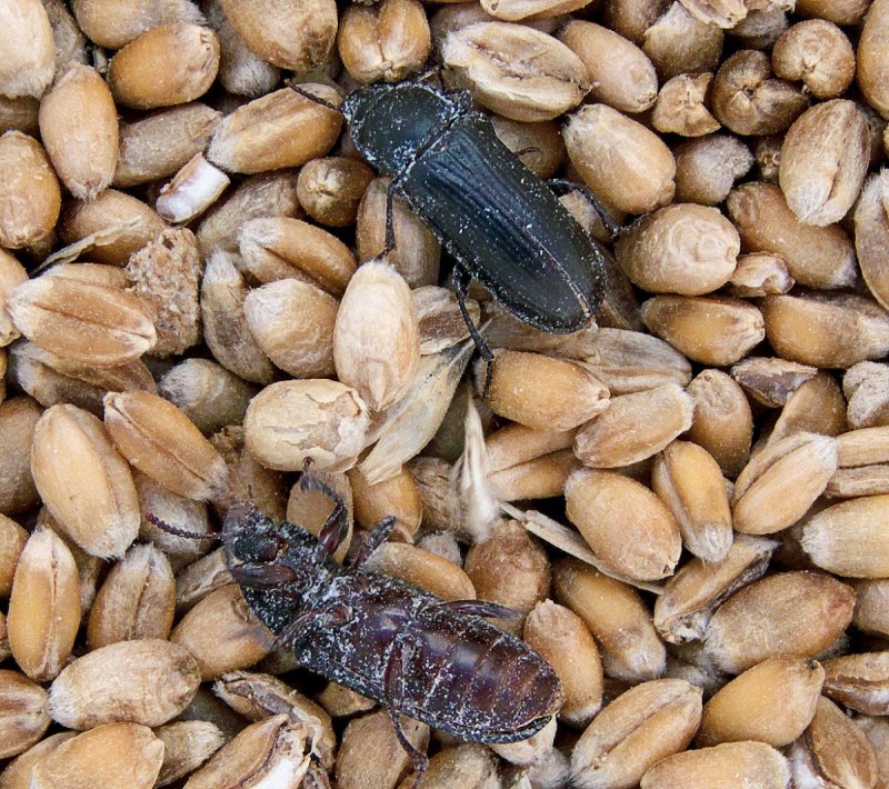 Большой мучной хрущак червь