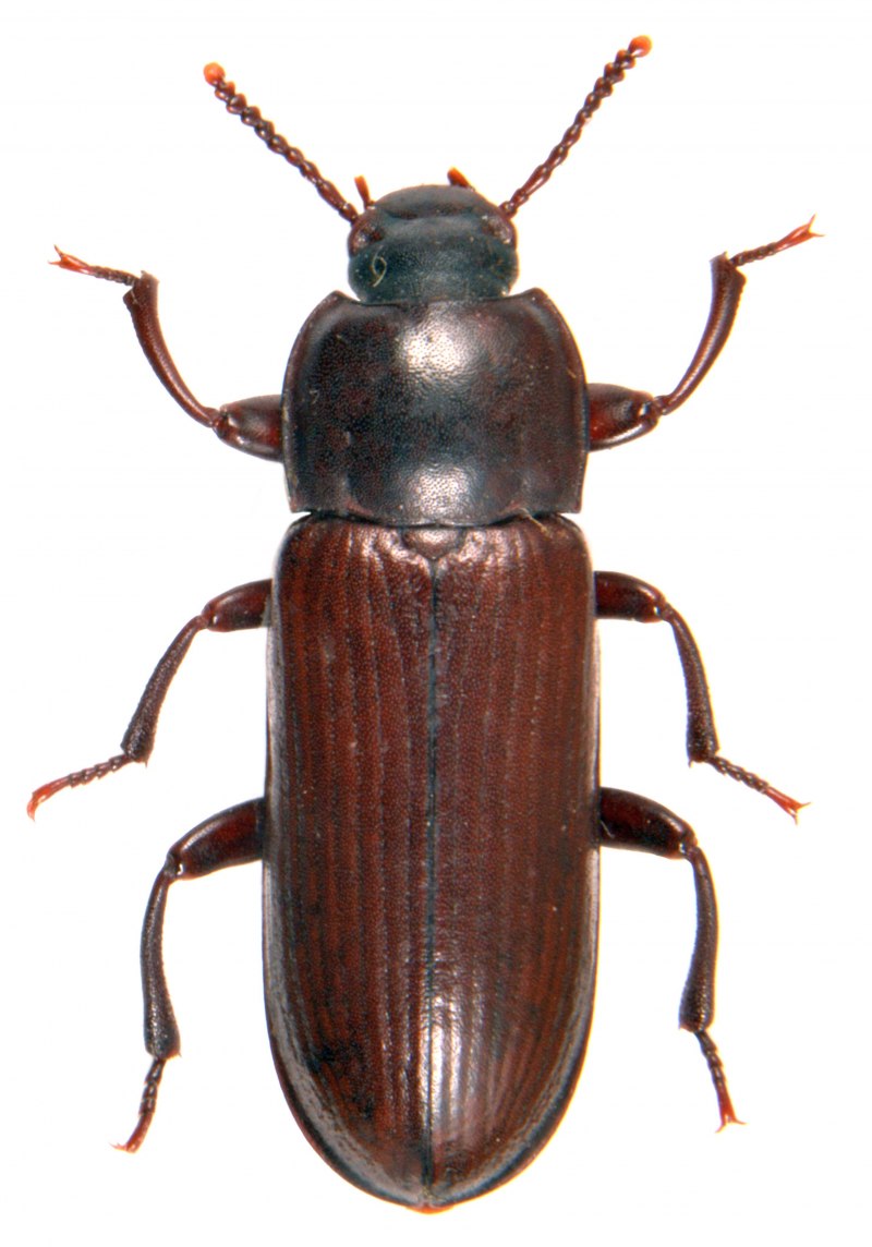 Жук мучной хрущак