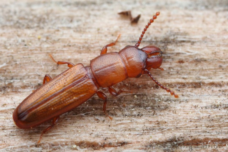 Хрущак малый булавоусый