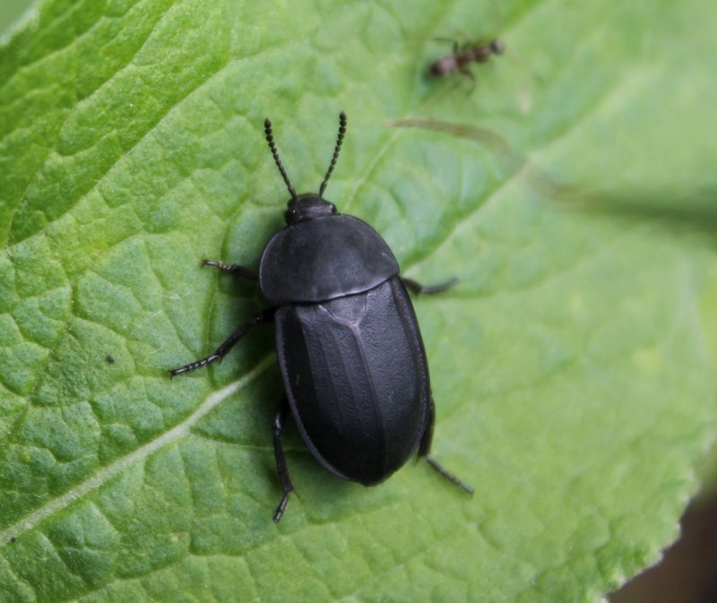 Мучной хрущак хлебный Точильщик